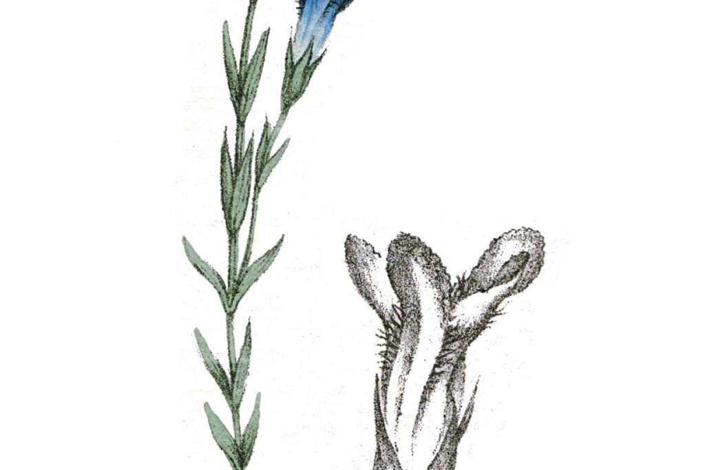 Fransenenzian (Gentiana ciliata) — Pflanzenfoto