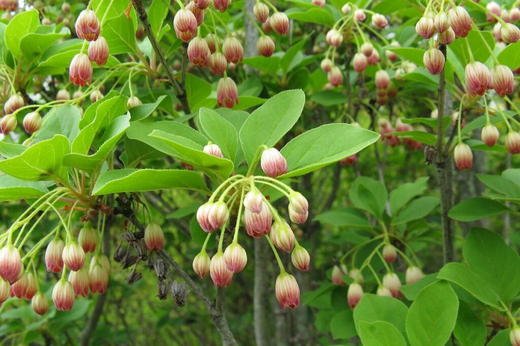 Fransenglockenbaum (Enkianthus campanulatus) — Pflanzenfoto