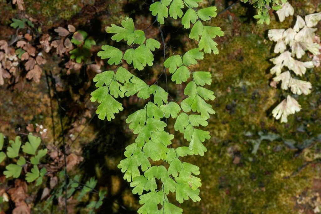 Frauenhaarfarn (Adiantum capillus-veneris) — Pflanzenfoto