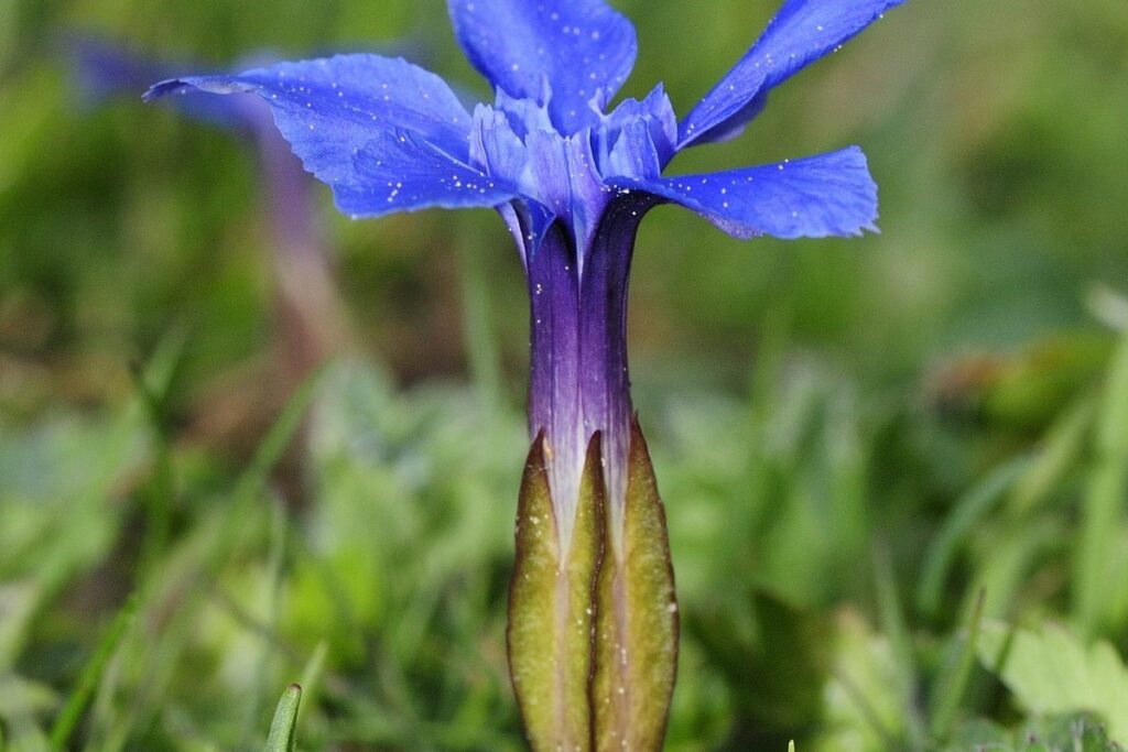 Frühlingsenzian (Gentiana verna) — Pflanzenfoto