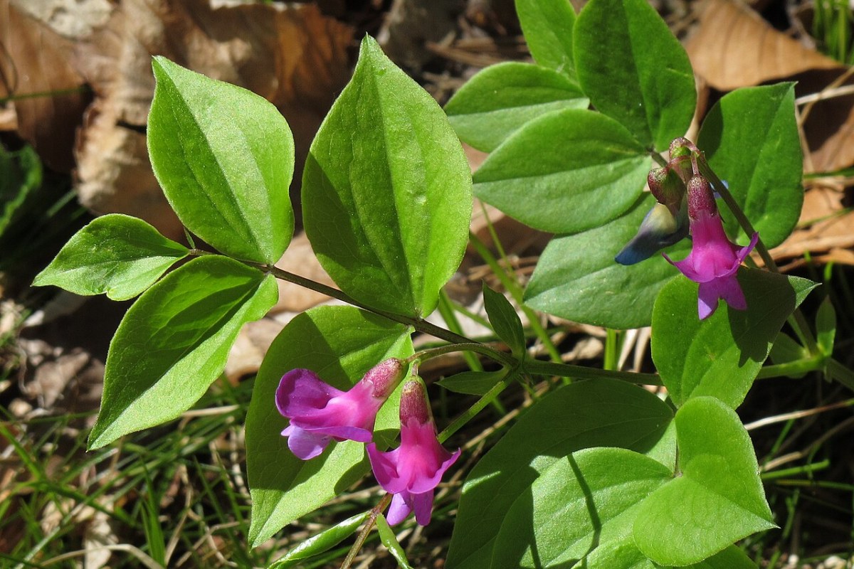 Frühlingsplatterbse (Lathyrus vernus) — Pflanzenfoto