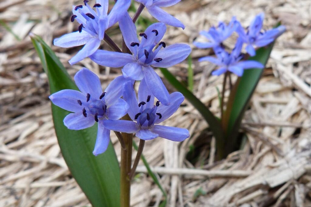 Frühlingssternblume (Scilla bifolia) — Pflanzenfoto