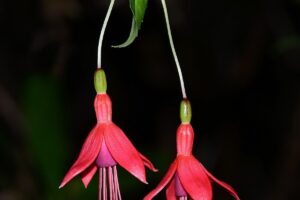 Fuchsia