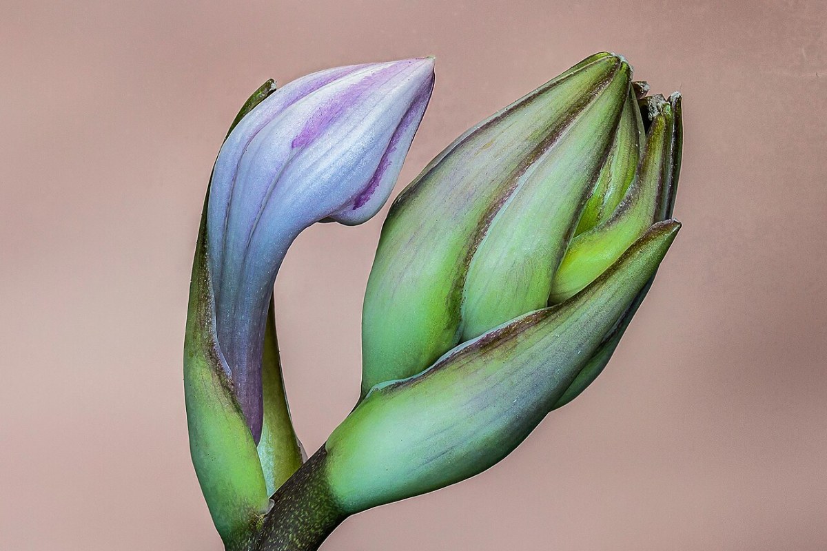 Funkie (Hosta) (Hosta) — Pflanzenfoto