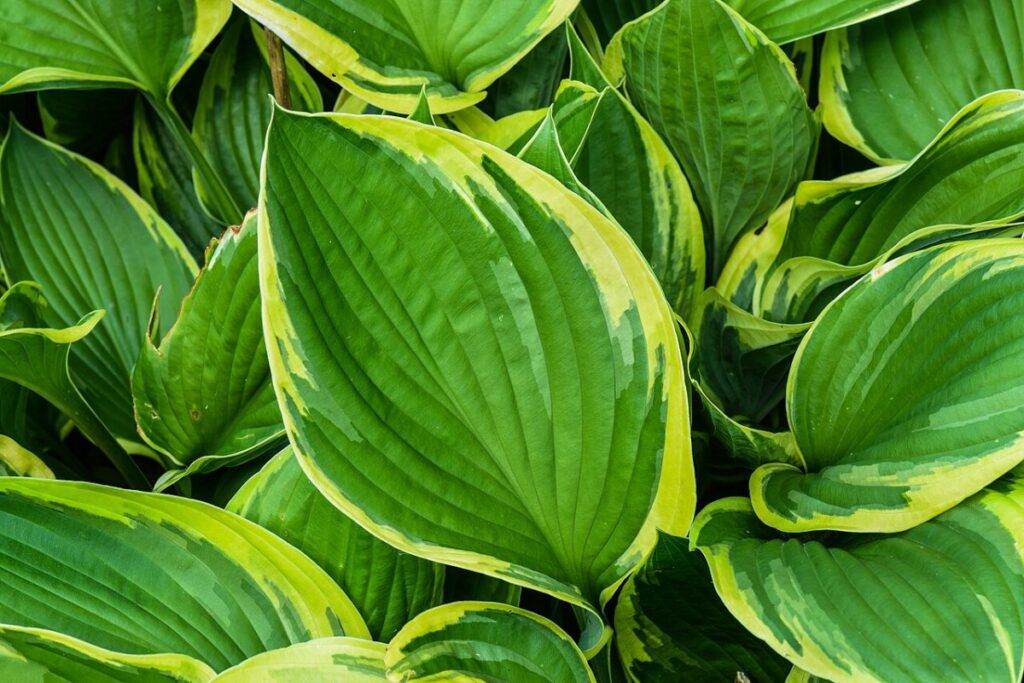 Funkie blau (Hosta sieboldiana) — Pflanzenfoto