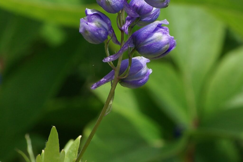 Garten-Rittersporn (Delphinium × cultorum) — Pflanzenfoto