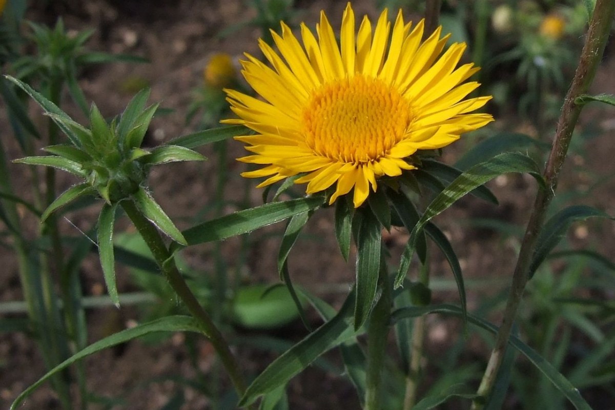 Gartenalant (Inula ensifolia) — Pflanzenfoto