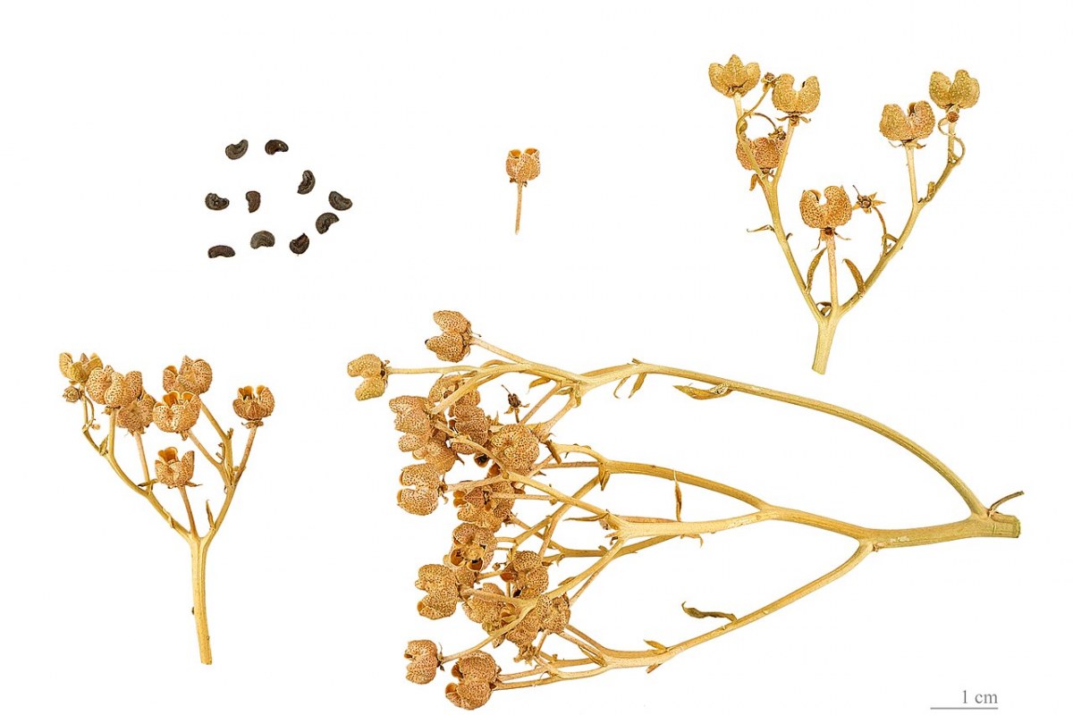 Gartenraute (Ruta graveolens) — Pflanzenfoto