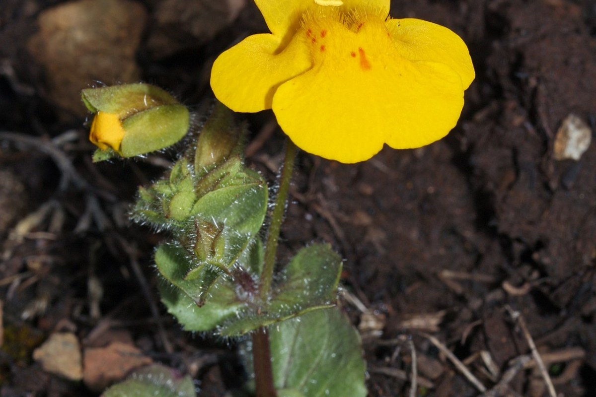 Gauklerblume (Mimulus guttatus) — Pflanzenfoto