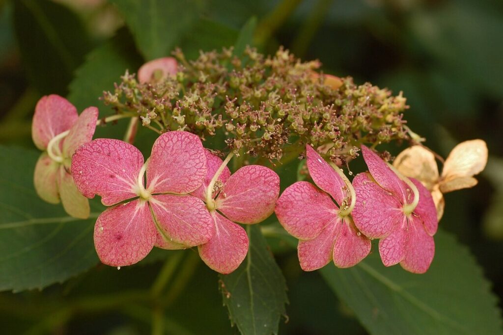 Gefüllte Schneeballhortensie (Hydrangea macrophylla) — Pflanzenfoto