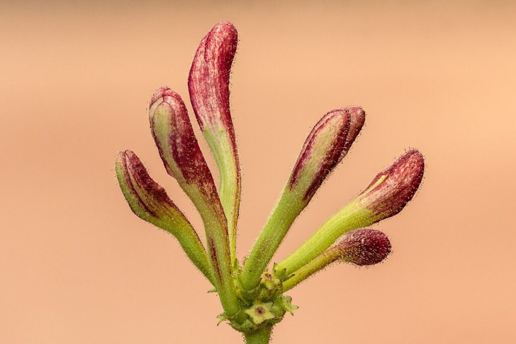 Geißblatt (Lonicera) (Lonicera) — Pflanzenfoto