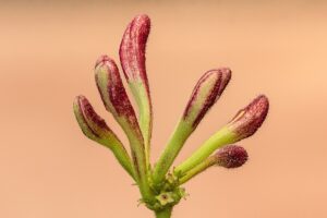 Geißblatt (Lonicera)