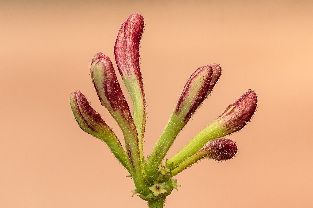 Geißblatt (Lonicera) (Lonicera) — Pflanzenfoto