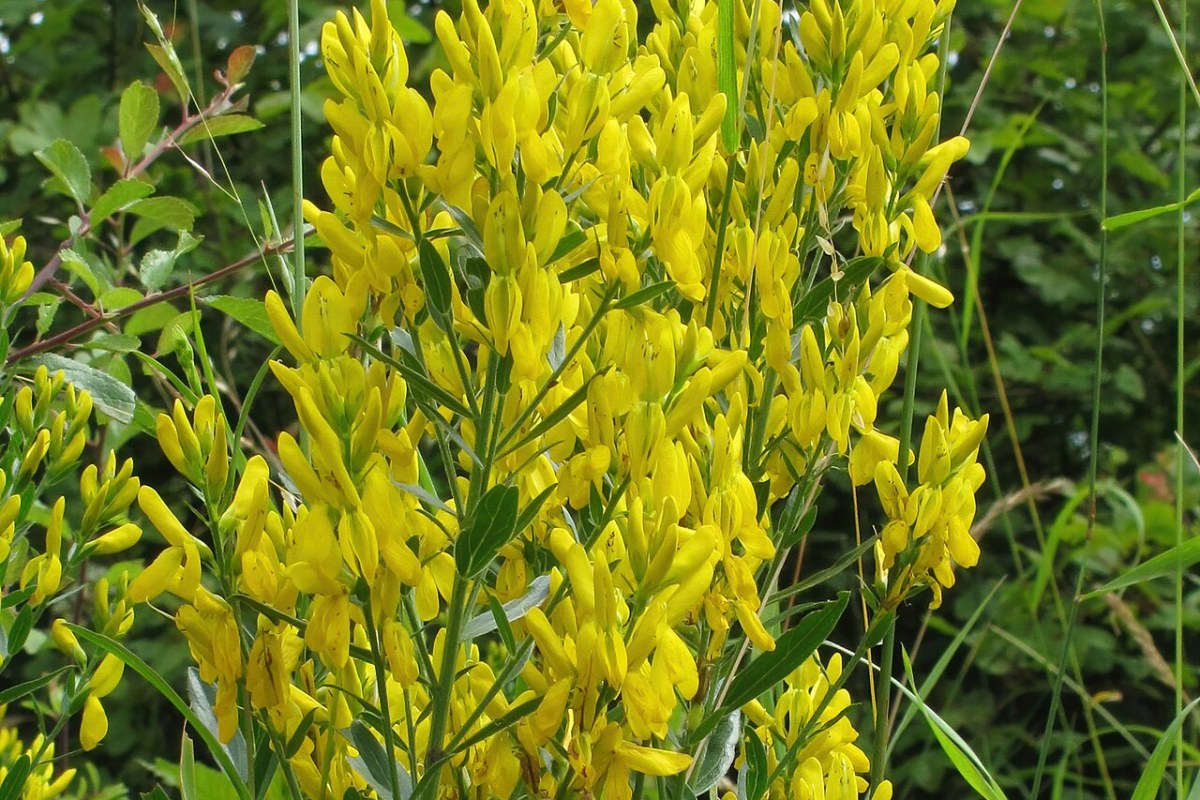 Geißklee (Genista tinctoria) — Pflanzenfoto