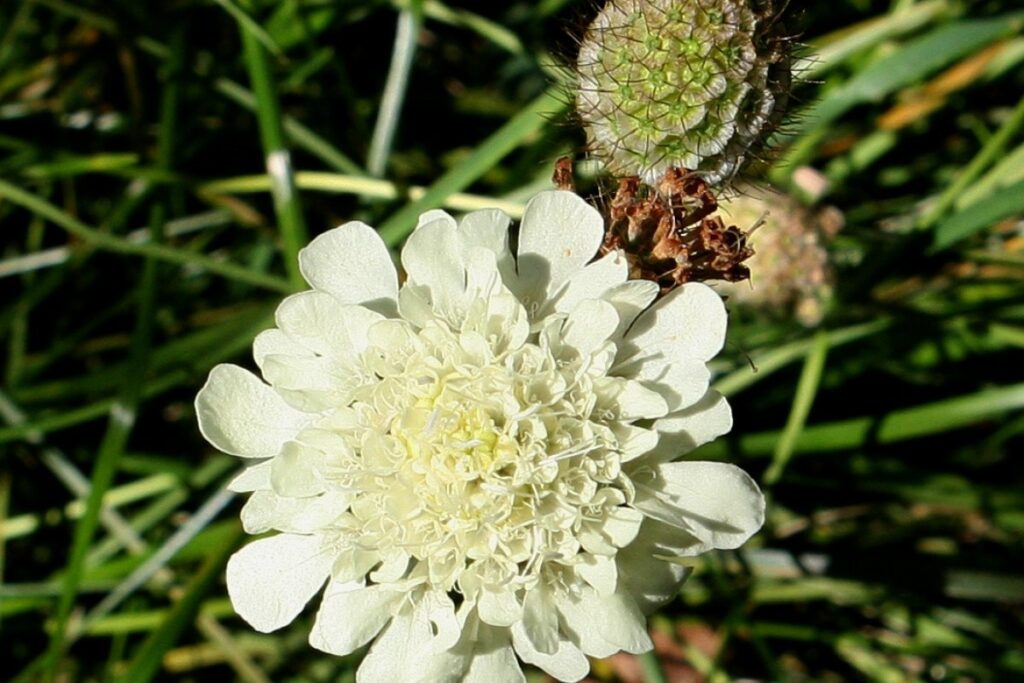 Gelbe Skabiose (Scabiosa ochroleuca) — Pflanzenfoto