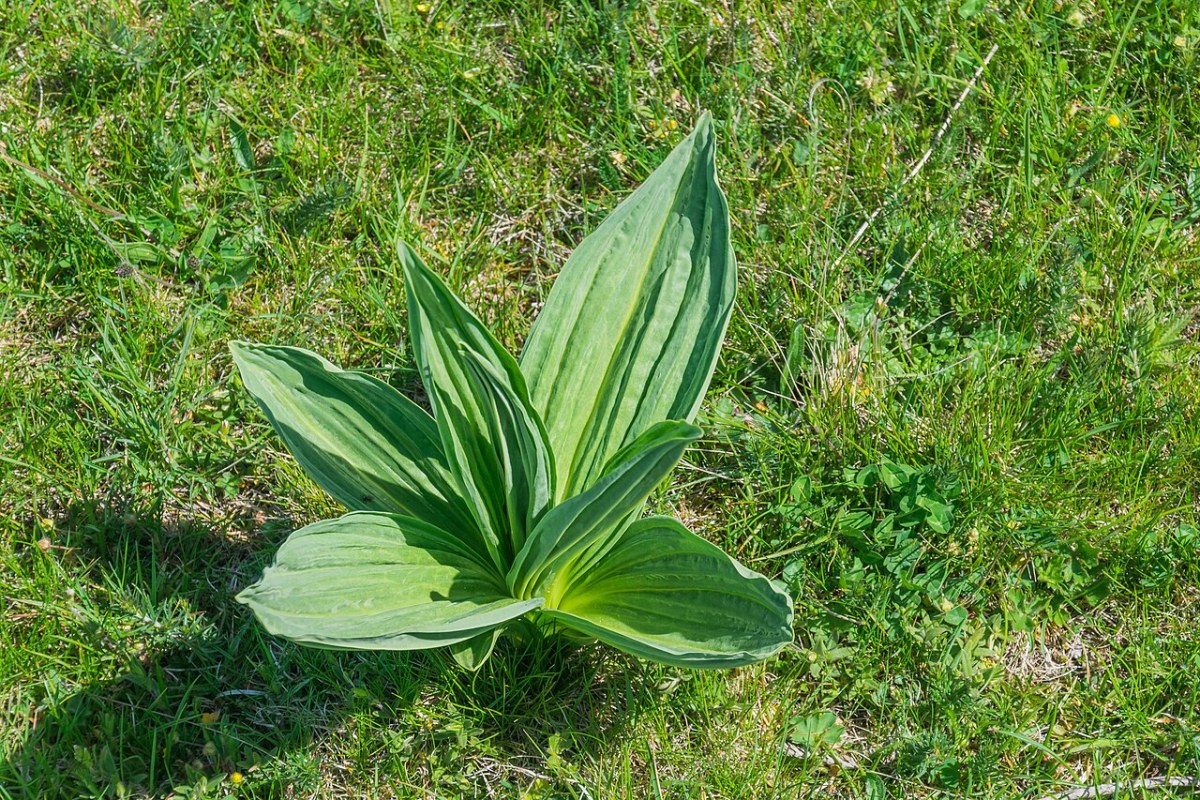 Gelber Enzian (Gentiana lutea) — Pflanzenfoto