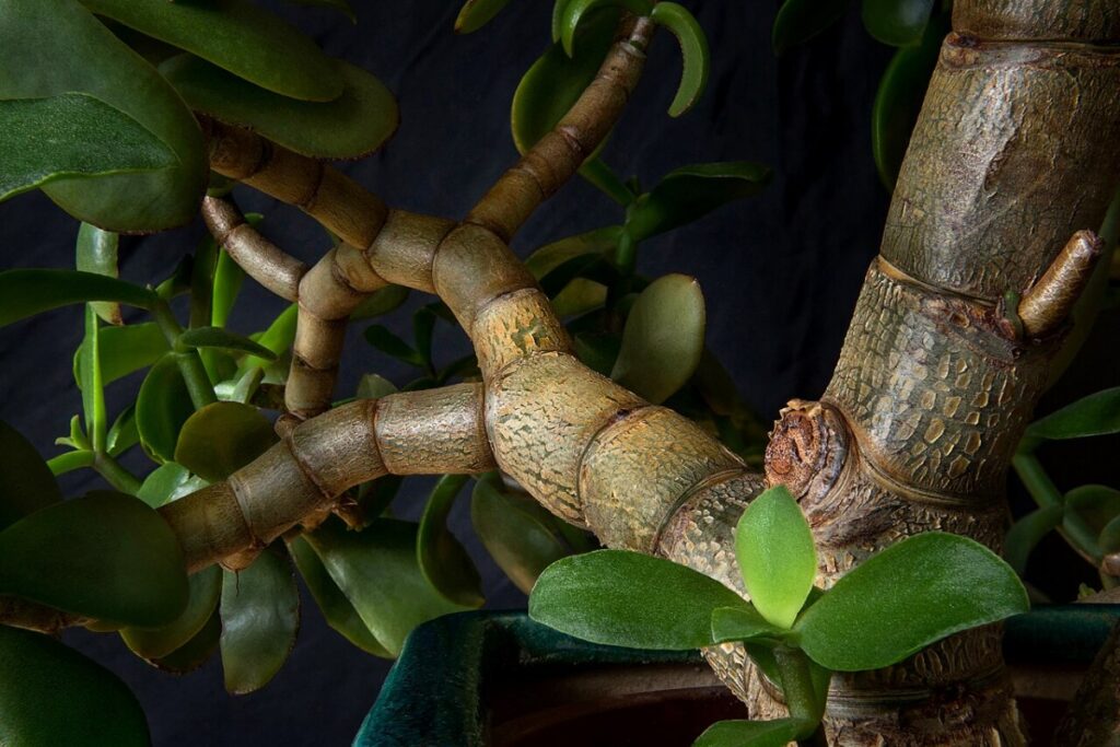 Geldbaum (Crassula ovata) — Pflanzenfoto