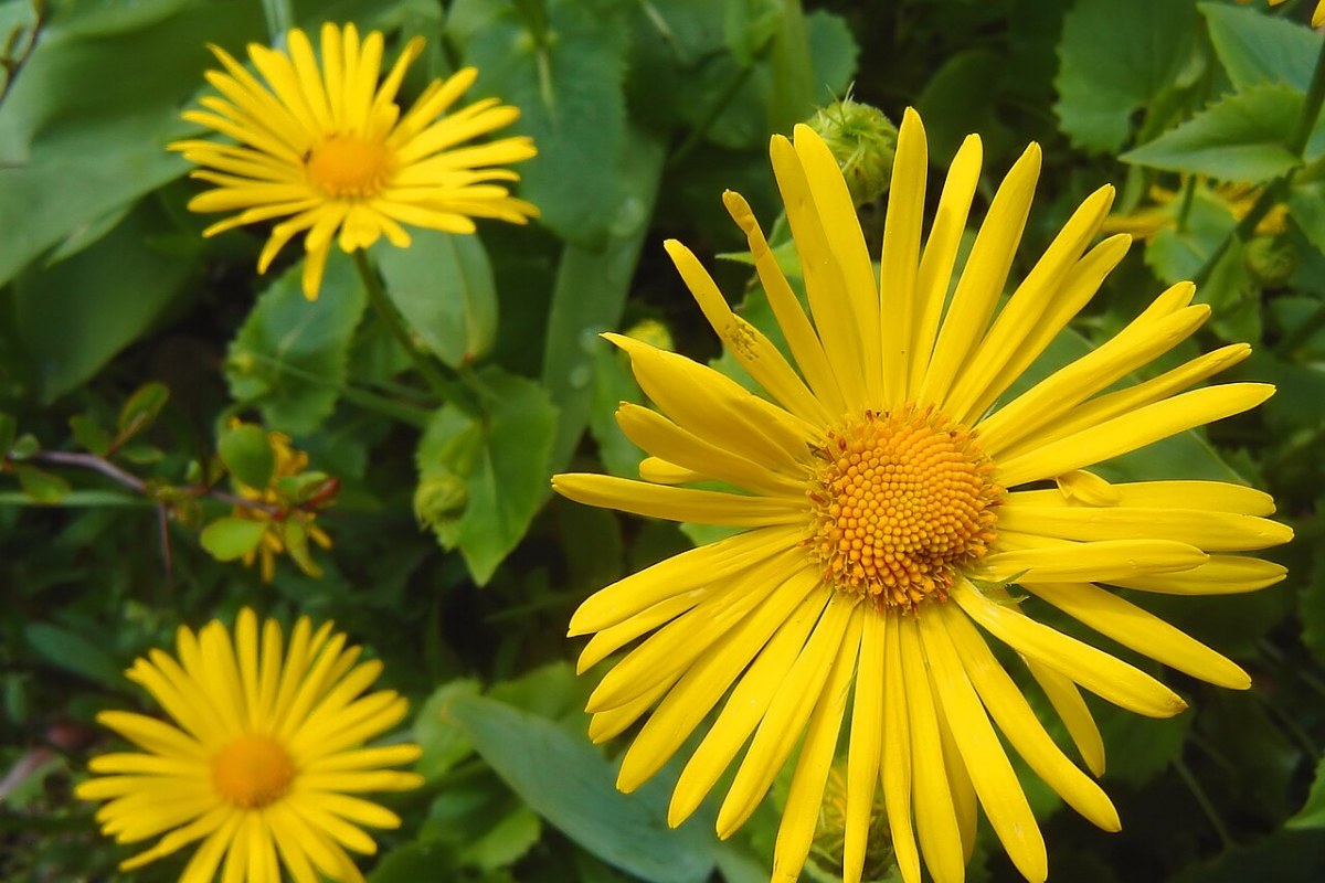 Gemswurz (Doronicum orientale) — Pflanzenfoto