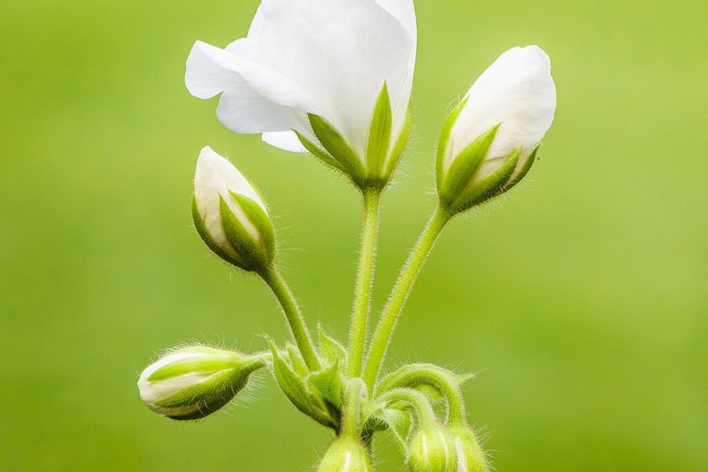 Geranie (Pelargonie) (Pelargonium) — Pflanzenfoto