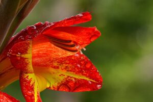 Gladiole