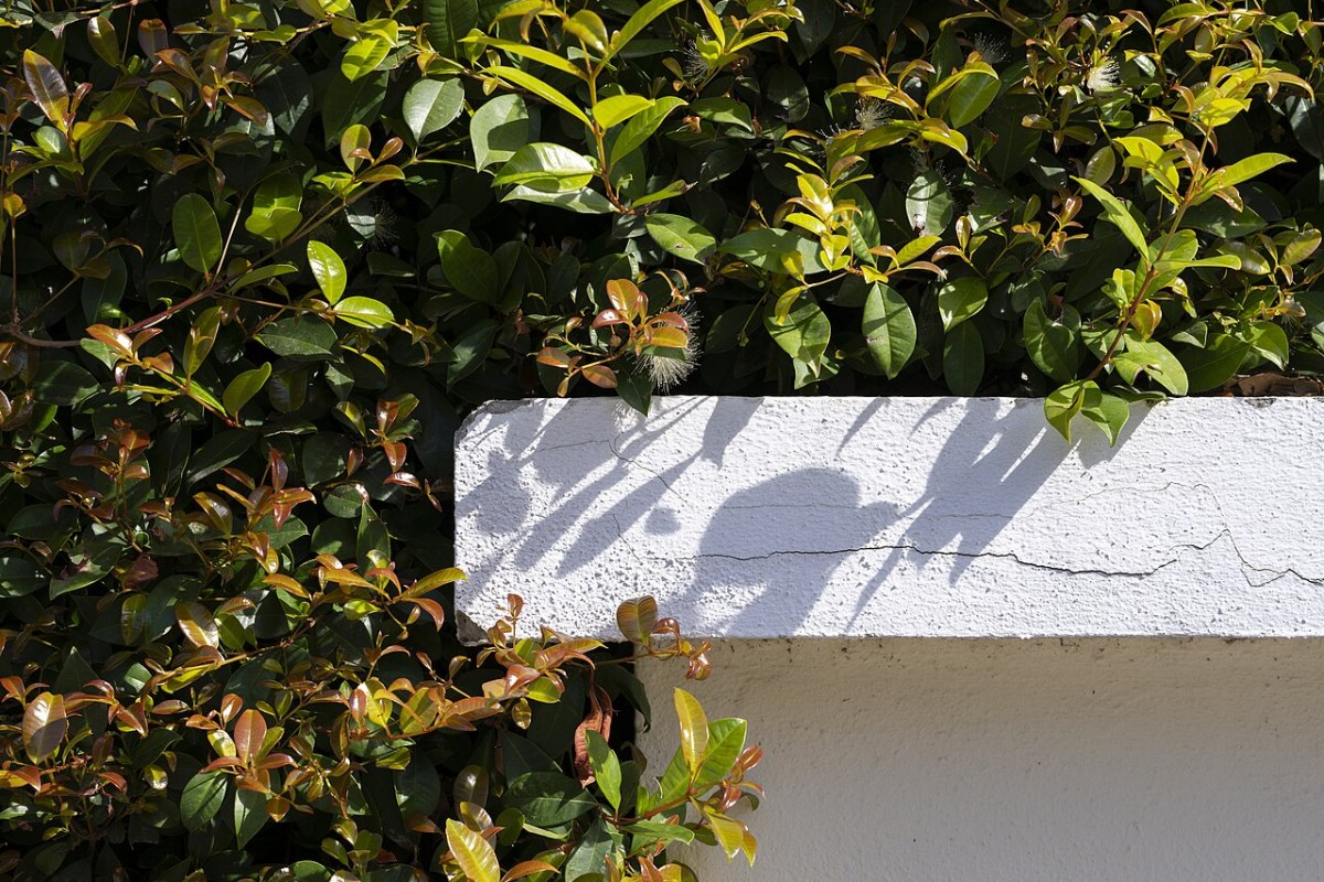 Glanzmispel (Photinia × fraseri) — Pflanzenfoto