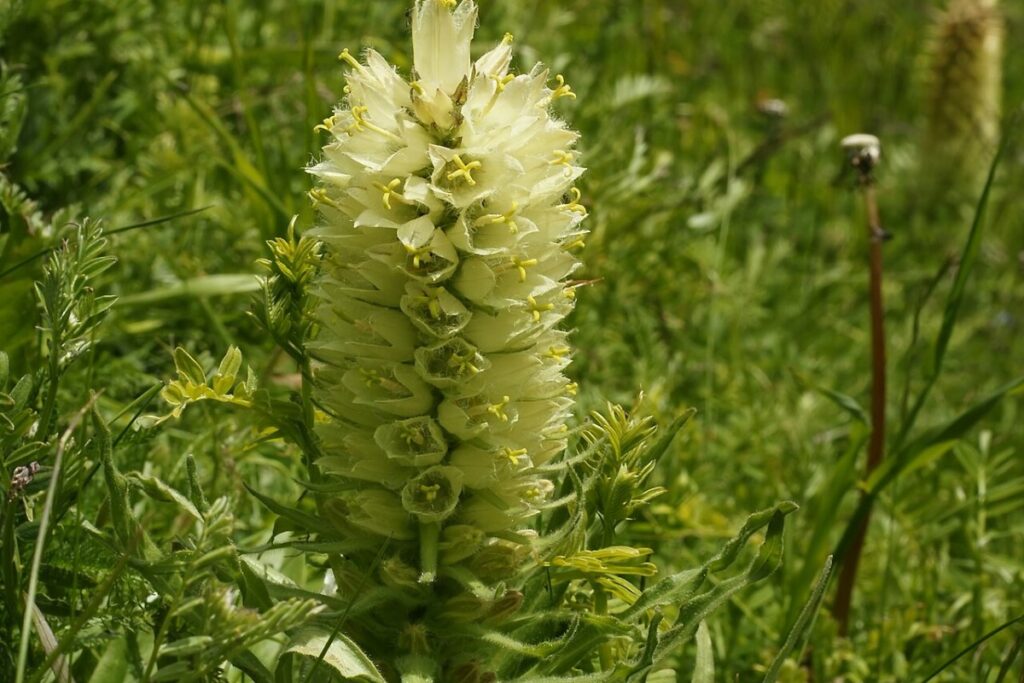 Glockenblume (Campanula) — Pflanzenfoto