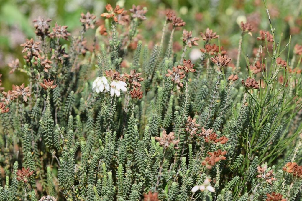 Glockenheide (Erica tetralix) — Pflanzenfoto