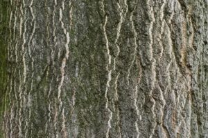 Götterbaum