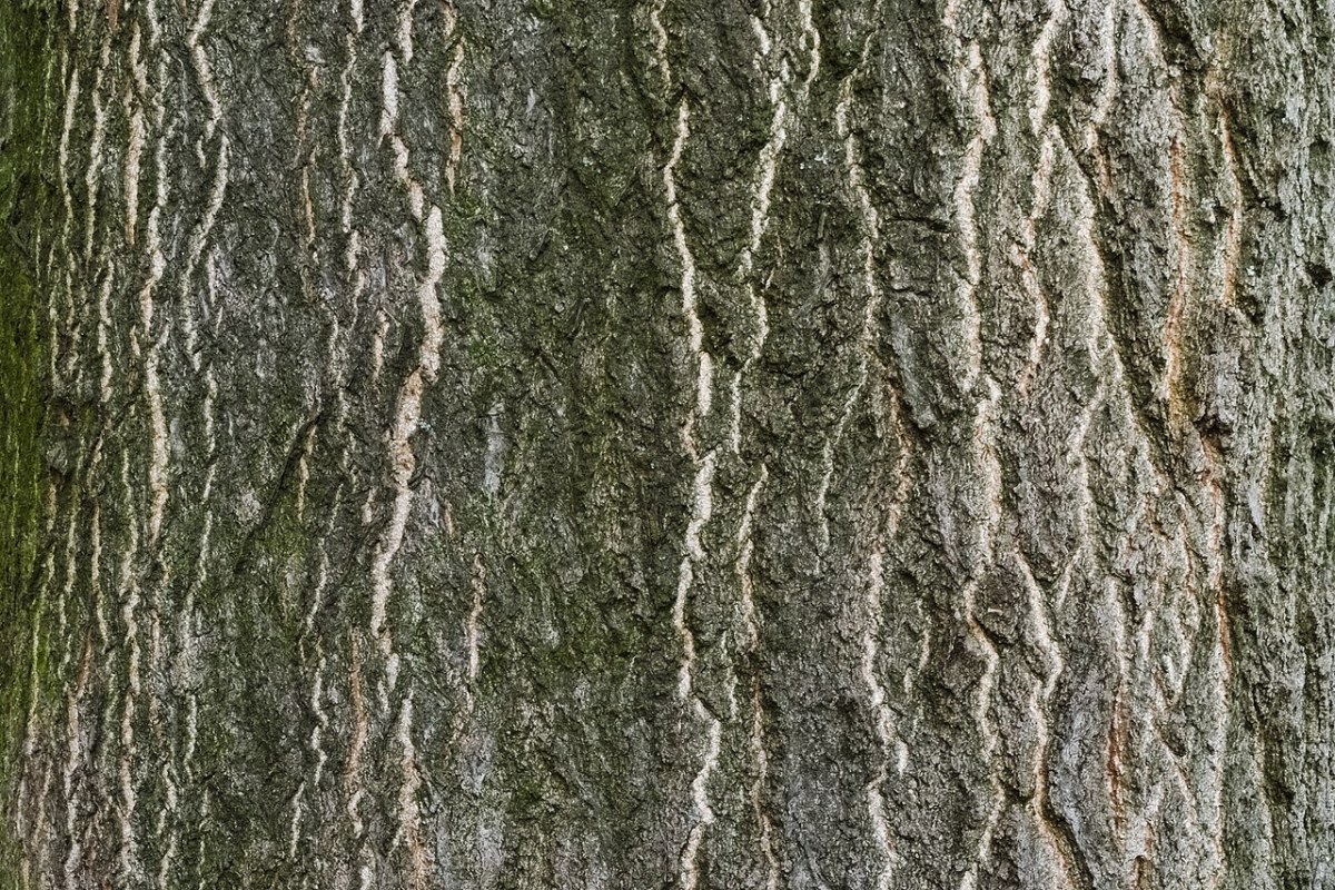 Götterbaum (Ailanthus altissima) — Pflanzenfoto