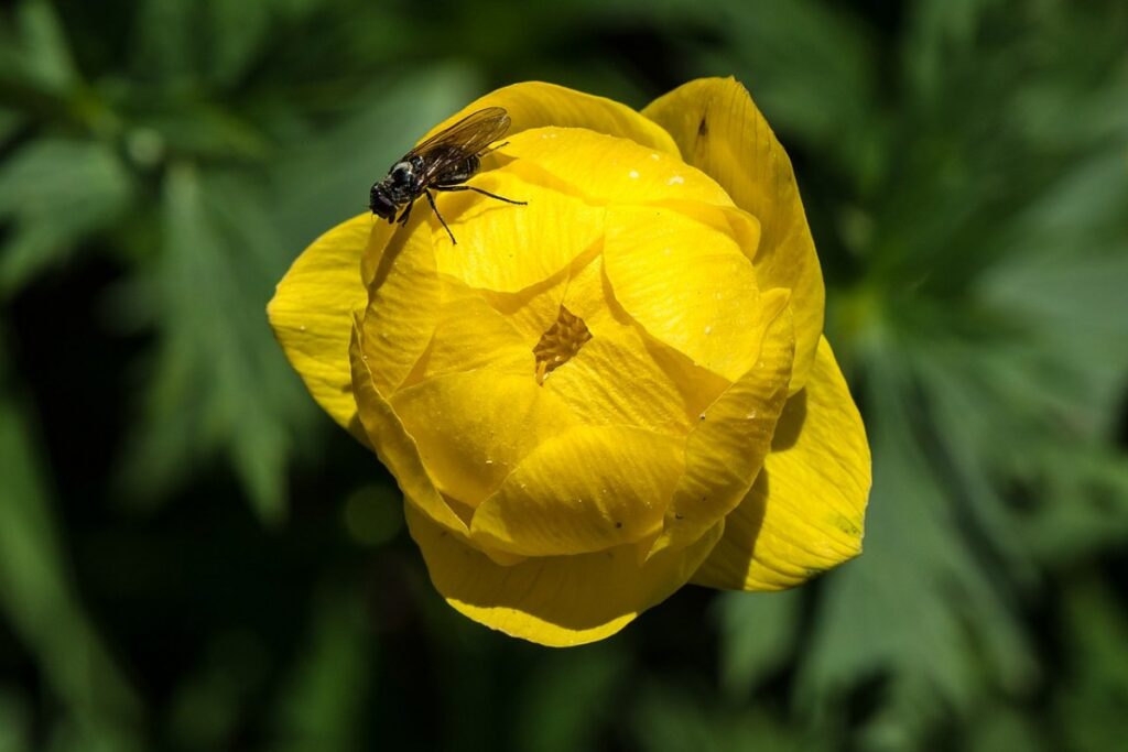 Götterblume (Trollius europaeus) — Pflanzenfoto