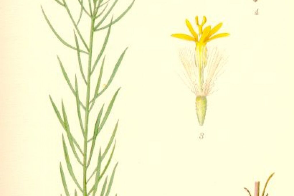 Gold-Aster (Aster linosyris) — Pflanzenfoto