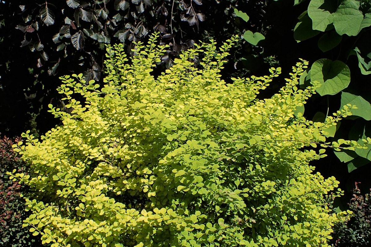 Goldberberitze (Berberis thunbergii 'Aurea') — Pflanzenfoto