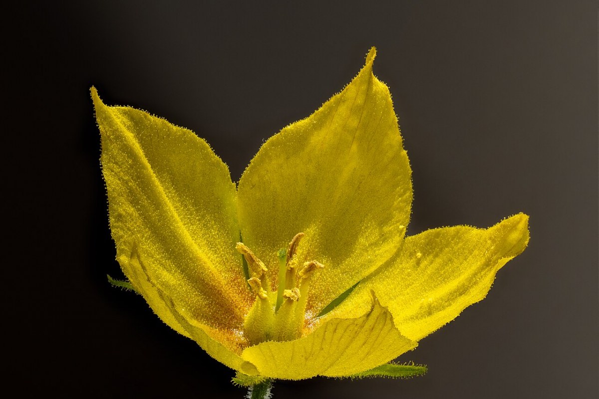Goldfelberich (Lysimachia punctata) — Pflanzenfoto