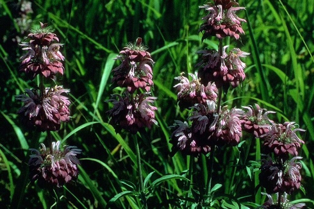 Goldmelisse (Monarda citriodora) — Pflanzenfoto