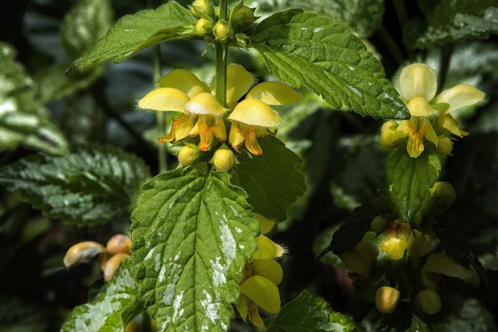 Goldnessel (Lamium galeobdolon) — Pflanzenfoto