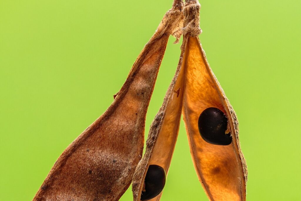 Goldregen (Laburnum anagyroides) — Pflanzenfoto