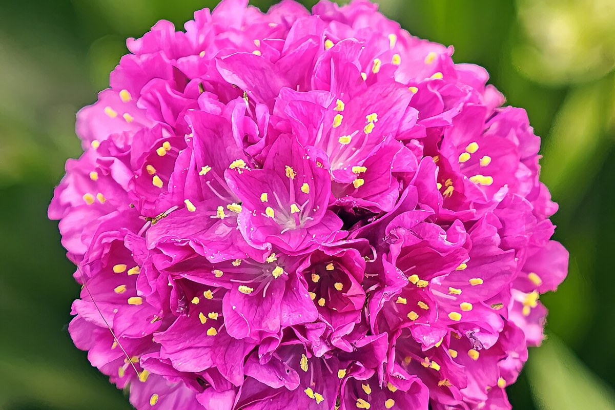 Grasnelke (Armeria maritima) — Pflanzenfoto
