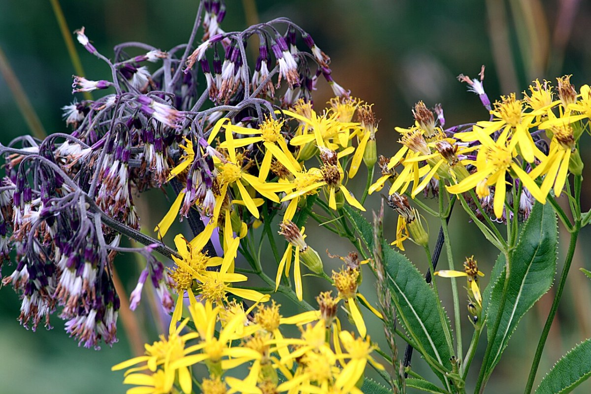 Greiskraut (Senecio nemorensis) — Pflanzenfoto