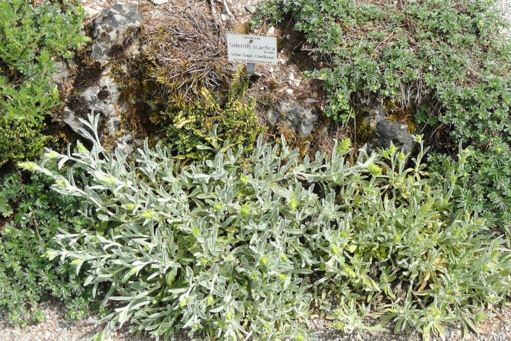 Griechischer Bergtee (Sideritis scardica) — Pflanzenfoto