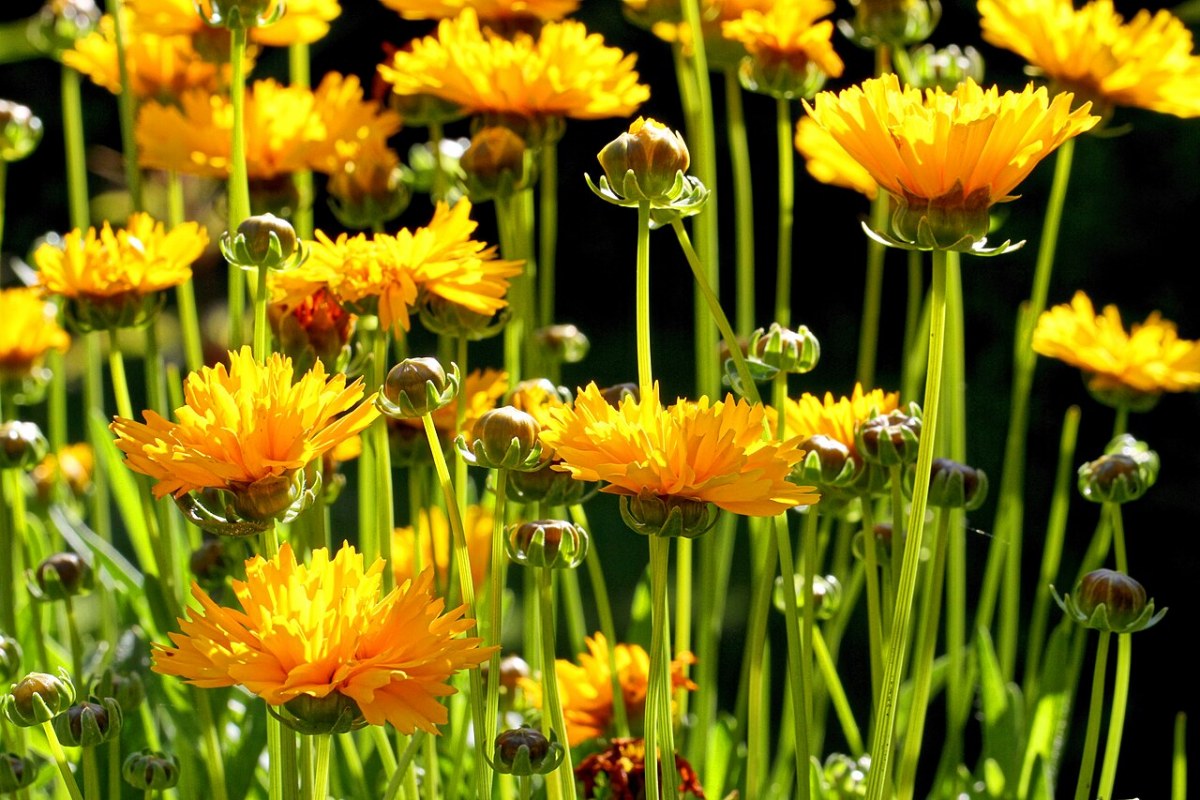 Großblütiges Mädchenauge (Coreopsis grandiflora) — Pflanzenfoto