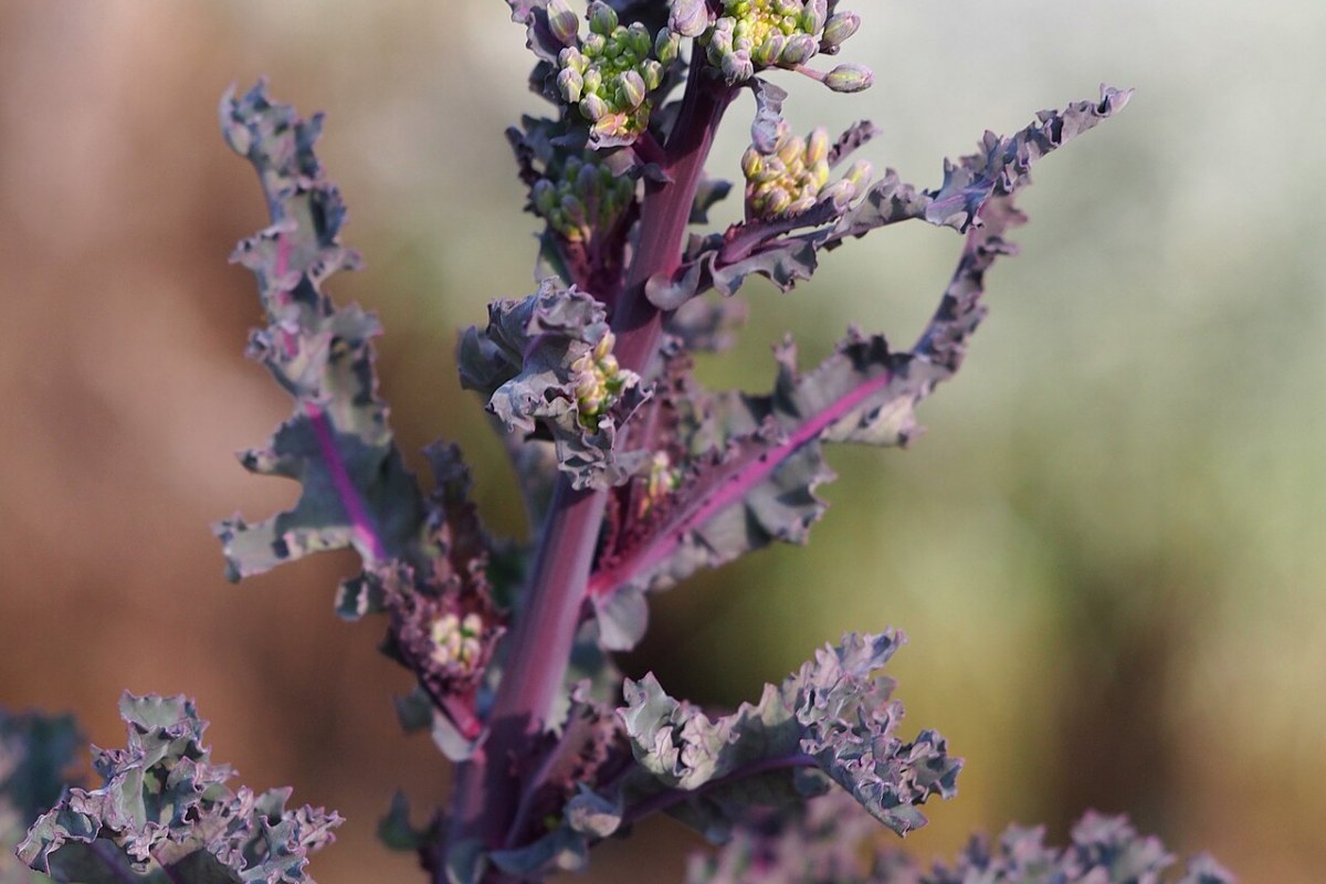 Grünkohl (Brassica oleracea var. sabellica) — Pflanzenfoto