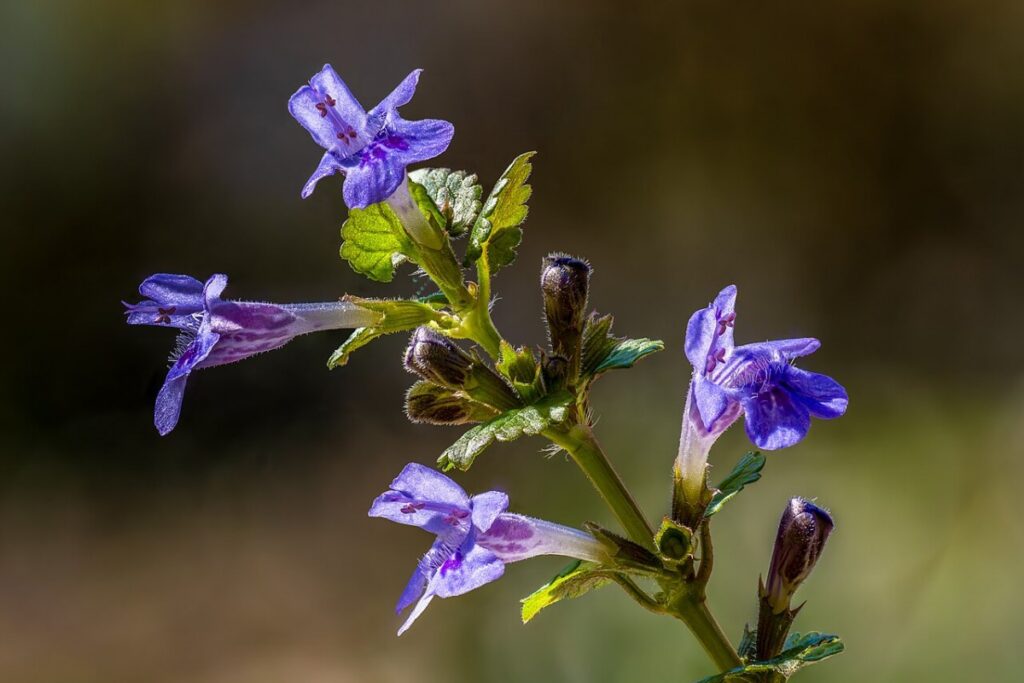 Gundermann (Glechoma hederacea) — Pflanzenfoto