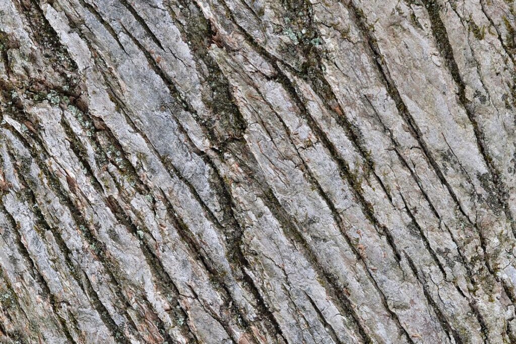 Gurkenmagnolie (Magnolia acuminata) — Pflanzenfoto