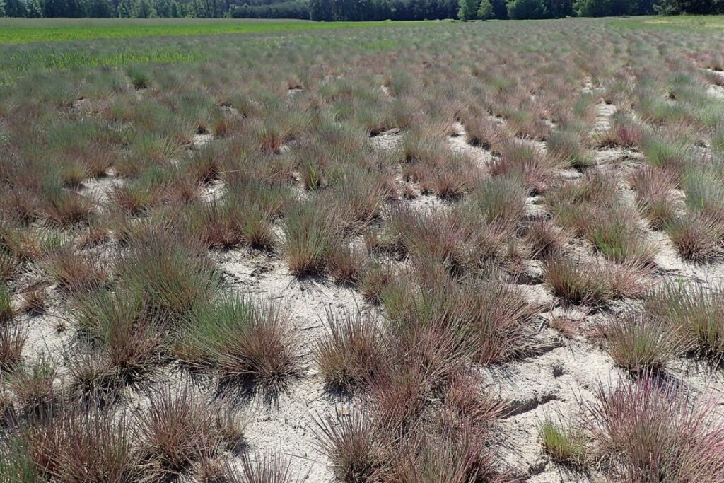 Haargras (Corynephorus canescens) — Pflanzenfoto