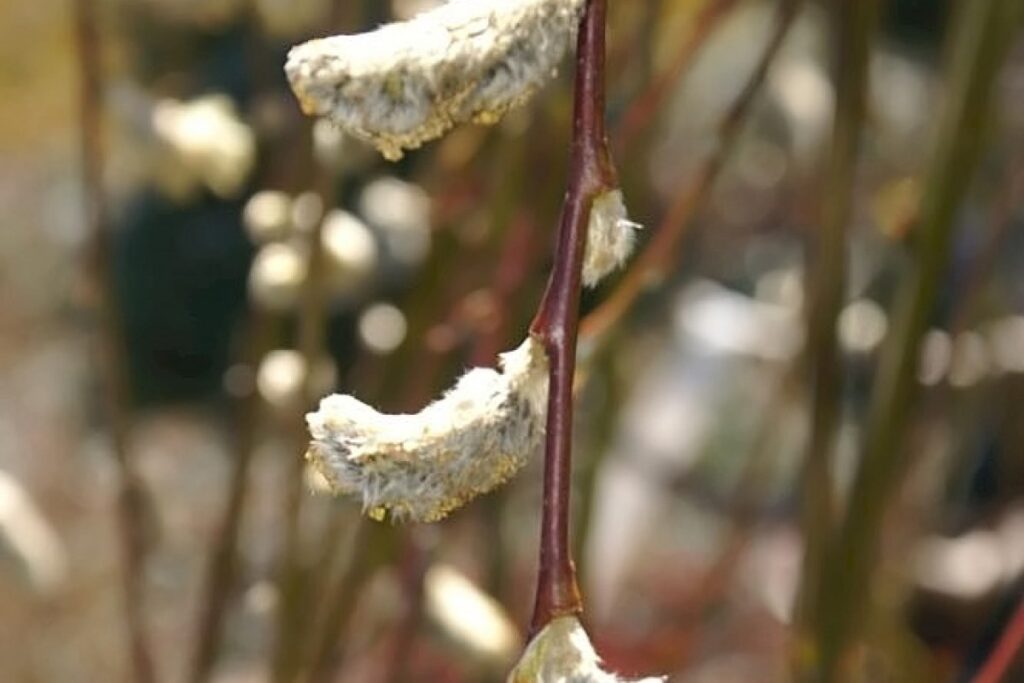 Hängekätzchenweide (Salix caprea 'Pendula') — Pflanzenfoto