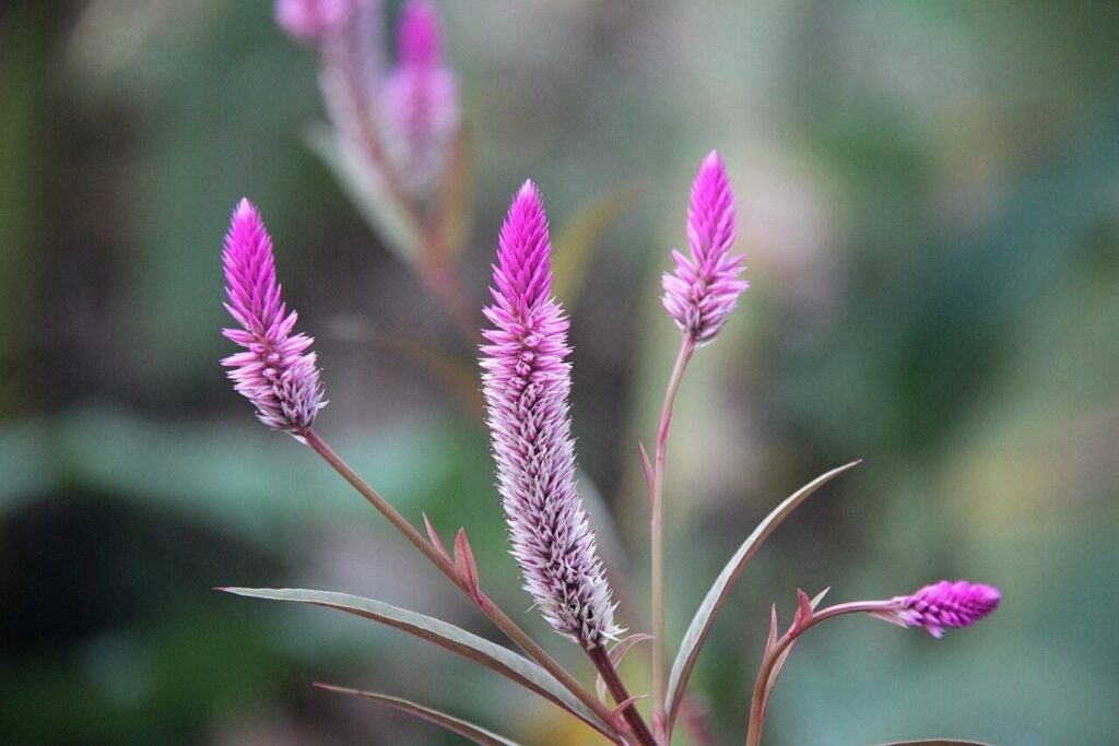 Hahnenkamm (Celosia argentea) — Pflanzenfoto