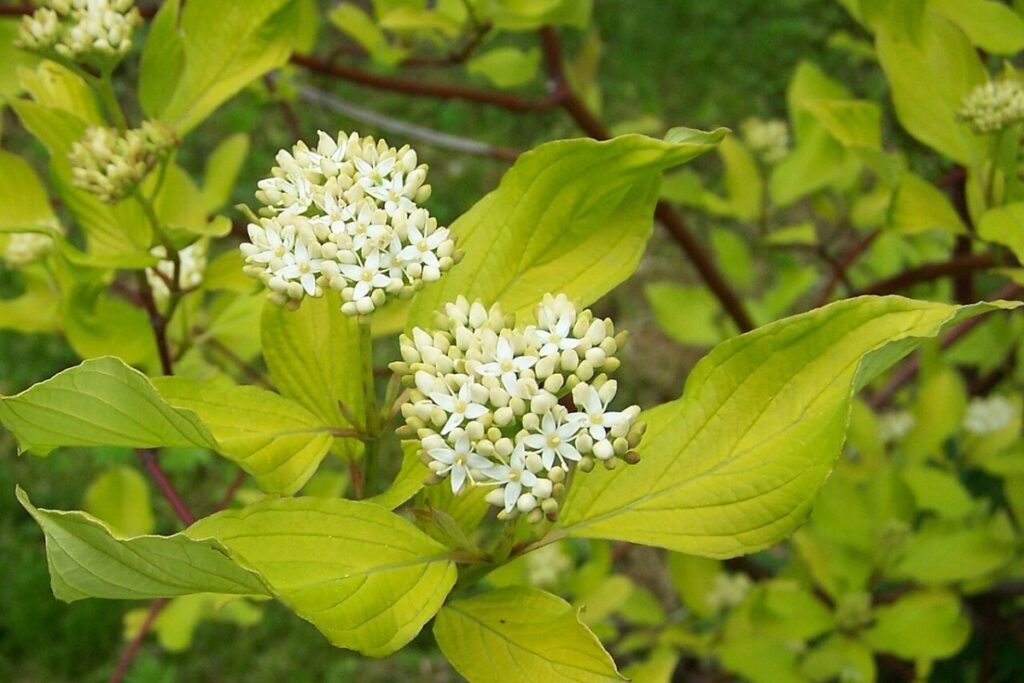 Hartriegel (Cornus alba) — Pflanzenfoto