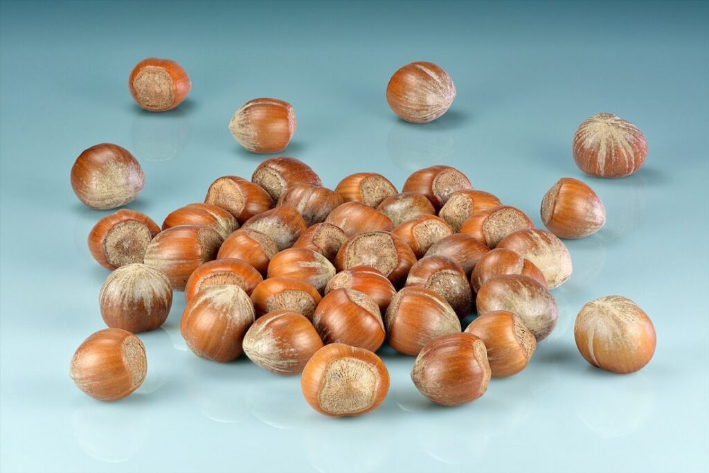 Haselnuss (Corylus avellana) — Pflanzenfoto