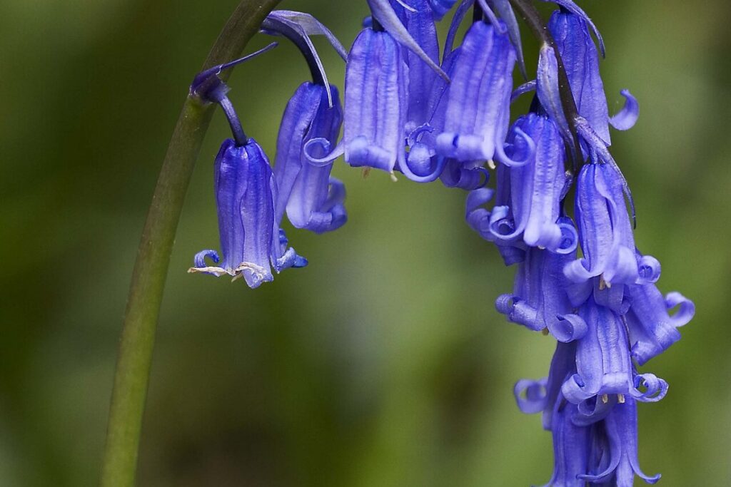 Hasenglöckchen (Hyacinthoides non-scripta) — Pflanzenfoto