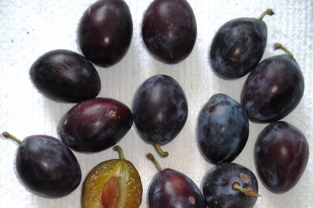 Hauspflaume (Prunus domestica 'Hauszwetsche') — Pflanzenfoto